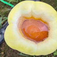 灵芝